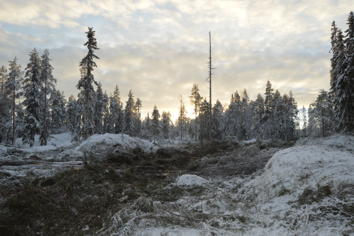 Swedish forest landscape after forwarding